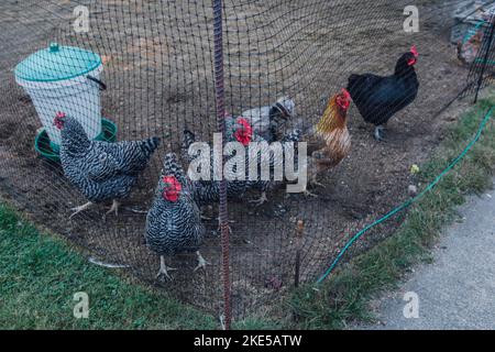 otto polli dietro recinzione rete, erba in casa cortile pollo gabbia Foto Stock