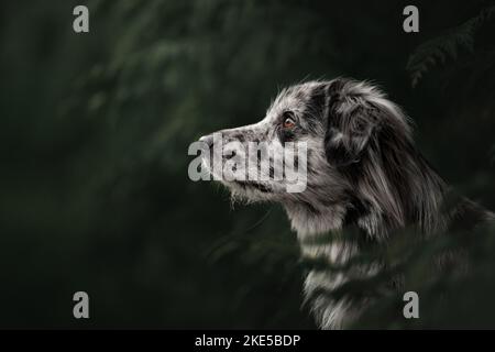 Ritratto dei Pyrenean Sheepdog Foto Stock