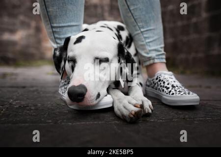 Umano e dalmata Foto Stock