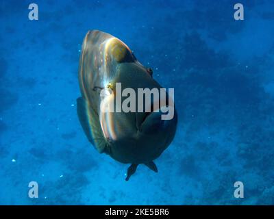 Pesce Napoleone. Pesce - tipo pesce osso Osteichthyes. Gubanovye - Labridae. Pesce - Napoleone. Foto Stock