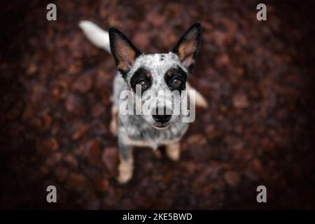 Australian Cattle Dog in autunno Foto Stock