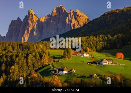 Una serata in Val di Funes con colori autunnali di fronte alle vette delle Dolomiti di Geisler o Odle, in provincia italiana dell'Alto Adige in Val di Funes Foto Stock