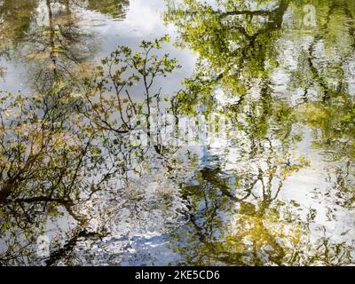 Rami di albero riflessi in acqua, Longstock Park Water Gardens, Longstock, Stockbridge, Hampshire, Inghilterra Foto Stock