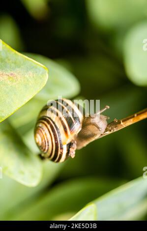 Un colpo verticale di una lumaca di boschetto (Cepaea nemoralis) con un labbro scuro alla conchiglia su un sottile ramo Foto Stock