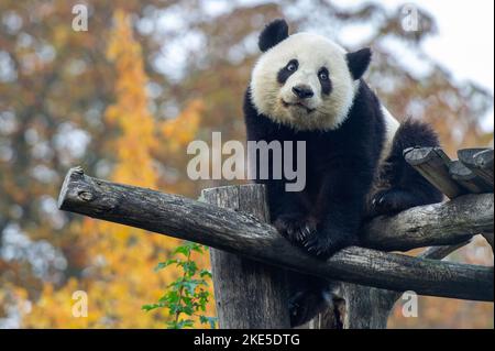 panda gigante Foto Stock