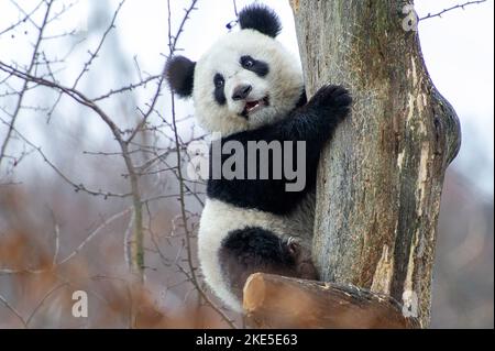 panda gigante Foto Stock