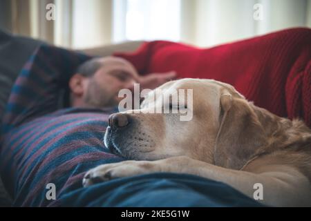 Un uomo dorme sul divano con un cane Labrador. pet, amicizia Foto Stock