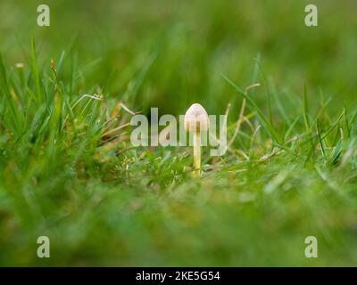 Funghi gialli in erba Foto Stock