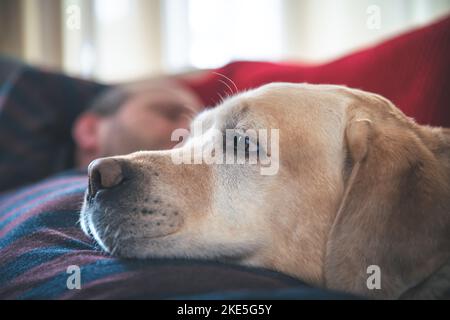 Un uomo dorme sul divano con un cane Labrador. pet, amicizia Foto Stock