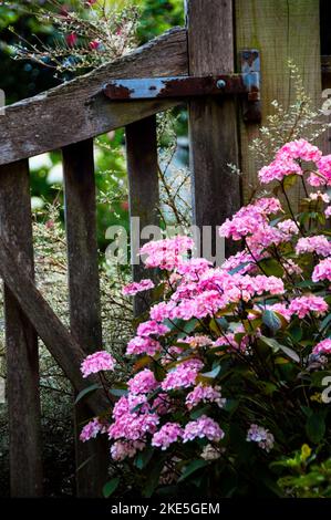 Il fermo arrugginito su un cancello di legno usurato a Bath, l'Inghilterra ha visto molte stagioni venire e andare nel giardino. Foto Stock