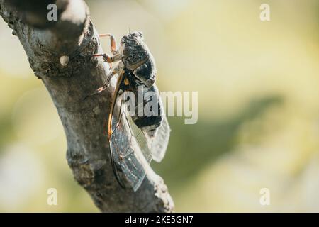 Una cicada siede su un fico in estate, primo piano. Cantando ad alta voce per chiamare la donna. Forte ronzio di cicale. Cicada Lyristes plebejus Foto Stock