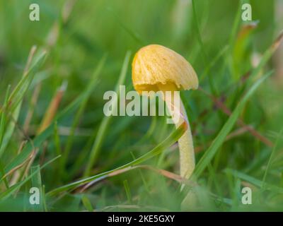 Funghi gialli in erba Foto Stock