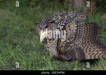 Gufo reale Foto Stock