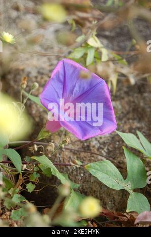 Messa a fuoco morbida. Fiori di gloria mattina. Ipomoea indica .Famiglia Convolvulaceae, Oceano blu gloria mattina . Fiore blu dell'alba. Fiori viola ipomoea indica Foto Stock