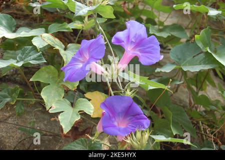 Messa a fuoco morbida. Fiori di gloria mattina. Ipomoea indica .Famiglia Convolvulaceae, Oceano blu gloria mattina . Fiore blu dell'alba. Fiori viola ipomoea indica Foto Stock