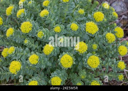 Rosenwurz, Rosen-Wurz, Rhodiola rosea, Sedum rosea, Lignum rodio, Radice dorata, radice di rosa, roseroot, canna di Aaron, radice artica, corona del re, orpin ro Foto Stock