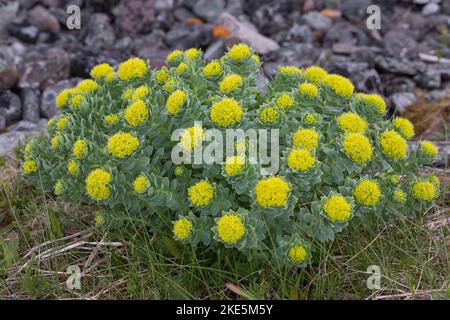 Rosenwurz, Rosen-Wurz, Rhodiola rosea, Sedum rosea, Lignum rodio, Radice dorata, radice di rosa, roseroot, canna di Aaron, radice artica, corona del re, orpin ro Foto Stock