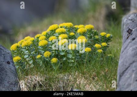 Rosenwurz, Rosen-Wurz, Rhodiola rosea, Sedum rosea, Lignum rodio, Radice dorata, radice di rosa, roseroot, canna di Aaron, radice artica, corona del re, orpin ro Foto Stock