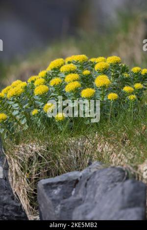 Rosenwurz, Rosen-Wurz, Rhodiola rosea, Sedum rosea, Lignum rodio, Radice dorata, radice di rosa, roseroot, canna di Aaron, radice artica, corona del re, orpin ro Foto Stock