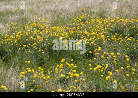 Europäische Trollblume, Troll-Blume, Trollius europaeus, Globeflower europeo, Globeflower, Globe Flower, Trolle d´Europe Foto Stock