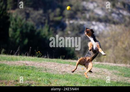 giovane cane nero bodeguero che gioca a fetch, saltando in un campo cercando di prendere il suo giocattolo. spazio per la copia. Adottare, non fare shopping. Foto Stock