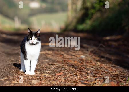 giovane gatto randagio bianco e nero che fissava la telecamera su una strada arbustiva con spazio di copia per annunci pubblicitari. gatto in natura Foto Stock