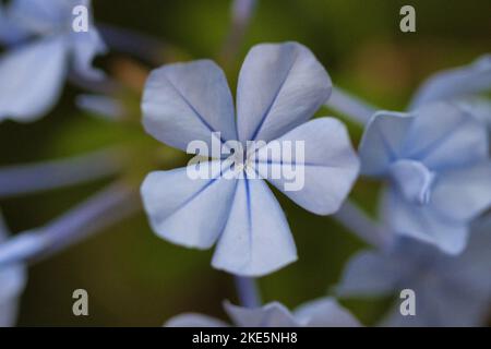 Un primo piano di un fiore dei leadworts blu chiaro fiorente Foto Stock