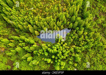 Vista aerea di un piccolo laghetto su un bellissimo sentiero nel 'Misterios Negros' nella zona vulcanica dell'isola di Terceira, Portogallo Achores Foto Stock