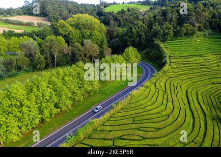 Veduta aerea di un'auto passando da splendide piantagioni di tè di una Chá Gorreana sull'isola di Sao Miguel Azzorre, Portogallo Foto Stock