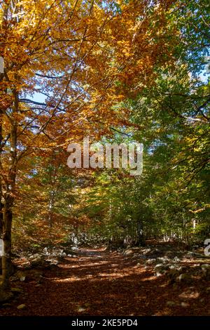 Autunno Colors.Pyrenees.Spain Foto Stock