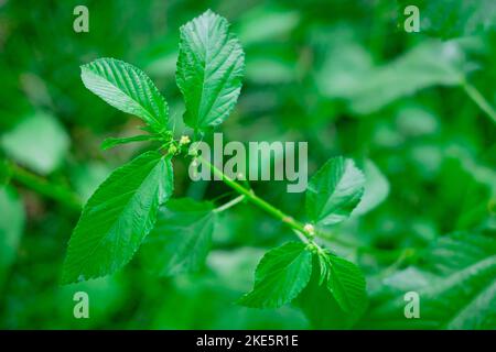 Mallow biologico di iuta AKA Saluyot, mallow di ebreo o pianta di iuta di Nalta - fonte primaria di fibra di iuta e superfood di AKA con benefici sanitari e medici Foto Stock