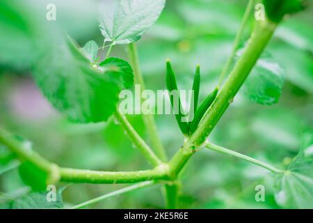 Il manto di iuta e i suoi semi AKA Saluyot, il manto di ebreo o la pianta di iuta di Nalta, ha fonte primaria di fibra di iuta e conosciuto come superfood con i benefici per la salute Foto Stock