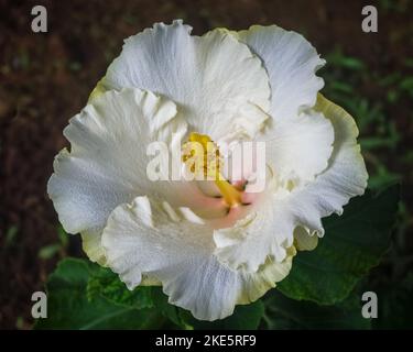 Vista in primo piano di un luminoso hibiscus bianco e giallo rosa sinensis fiore fiorito all'aperto su sfondo naturale Foto Stock