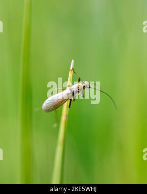 Un primo piano di un lapide sull'erba su sfondo sfocato Foto Stock