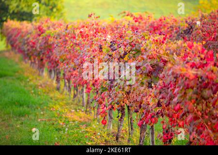 Filari di vigna con foglie di arancio rosso e giallo al tramonto.vitigni in autunno .vigneti Lambrusco Castelvetro, provincia di Modena, Emilia Romagna, i Foto Stock