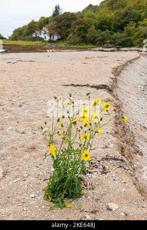Un Sowthistle giallo che cresce su una spiaggia sabbiosa di ghiaia a Saddell Bay sulla penisola di Kintyre, Argyll & Bute, Scozia UK Foto Stock