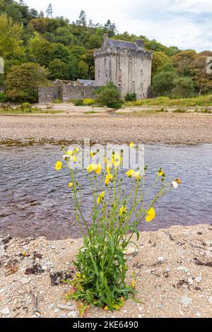 Un Sowthistle giallo che cresce su una spiaggia sabbiosa di ghiaia a Saddell Bay sulla penisola di Kintyre, Argyll & Bute, Scozia UK Foto Stock