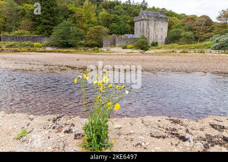 Un Sowthistle giallo che cresce su una spiaggia sabbiosa di ghiaia a Saddell Bay sulla penisola di Kintyre, Argyll & Bute, Scozia UK Foto Stock