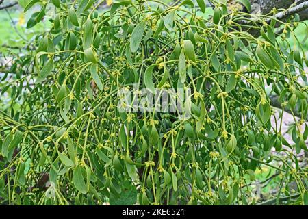 Vischio che cresce su un albero di mela Foto Stock