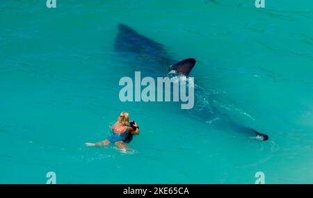 Gli squali Massive Basking inseguono nuotatrici femminili al largo della costa della Cornovaglia a Porthcurnow Beach vicino a Lands' End. Foto Stock