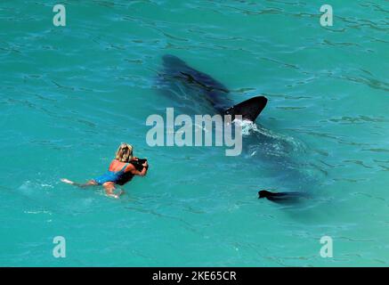 Gli squali Massive Basking inseguono nuotatrici femminili al largo della costa della Cornovaglia a Porthcurnow Beach vicino a Lands' End. Foto Stock