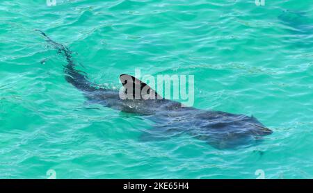 Gli squali Massive Basking inseguono nuotatrici femminili al largo della costa della Cornovaglia a Porthcurnow Beach vicino a Lands' End. Foto Stock