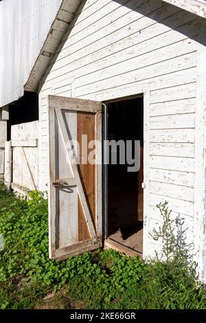 Primo piano struttura sfondo di un vecchio deteriorarsi 19th ° secolo fienile muro con peeling bianco dipinto di legno laterale, e vista di una porta aperta e erbacce Foto Stock