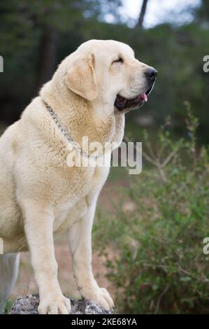 Cane rosso mastiff spagnolo con cappotto giallo in piedi sull'erba Foto Stock