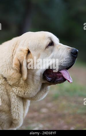 Cane rosso mastiff spagnolo con cappotto giallo in piedi sull'erba Foto Stock