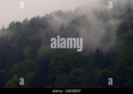 La foresta è composta principalmente da conifere, spruces, abeti e pini. Foto Stock