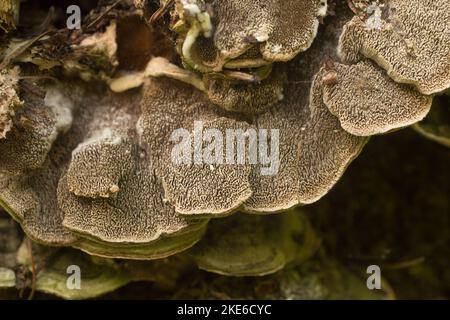 La parte inferiore di un Mossy Maze Polypore, Cerrena unicolor, che mostra i toothy, labirinto pori. Il fungo è stato trovato crescere sul tronco di un p morto Foto Stock