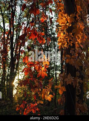 Un bicchierino di vino selvatico superiduttore della Virginia nei colori autunnali gemellati intorno agli alberi alla luce del sole Foto Stock