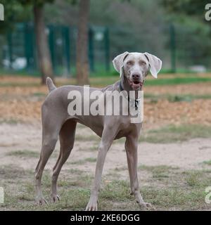 Un bel cane di Weimaraner in un parco di cani francesi guardando la macchina fotografica Foto Stock