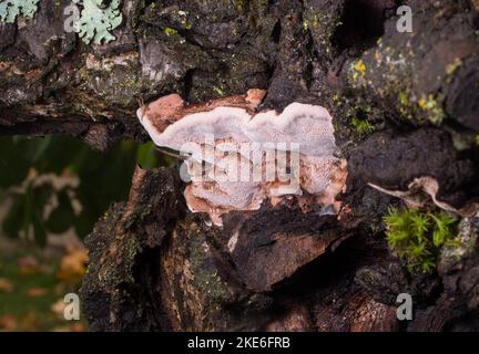 Fungo della staffa del cuscino, Phellinus pomaceus, sviluppante sul tronco di un albero di susina, in un frutteto, nordest di Troy, Montana. Foto Stock